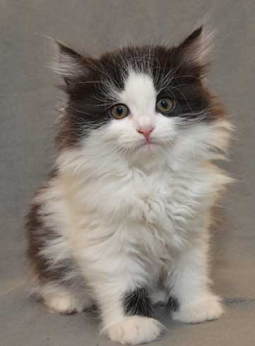 sibirisk kattunge Artemis